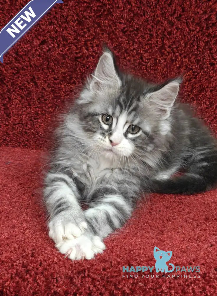 Mustang Maine Coon male black silver tabby with white live animals