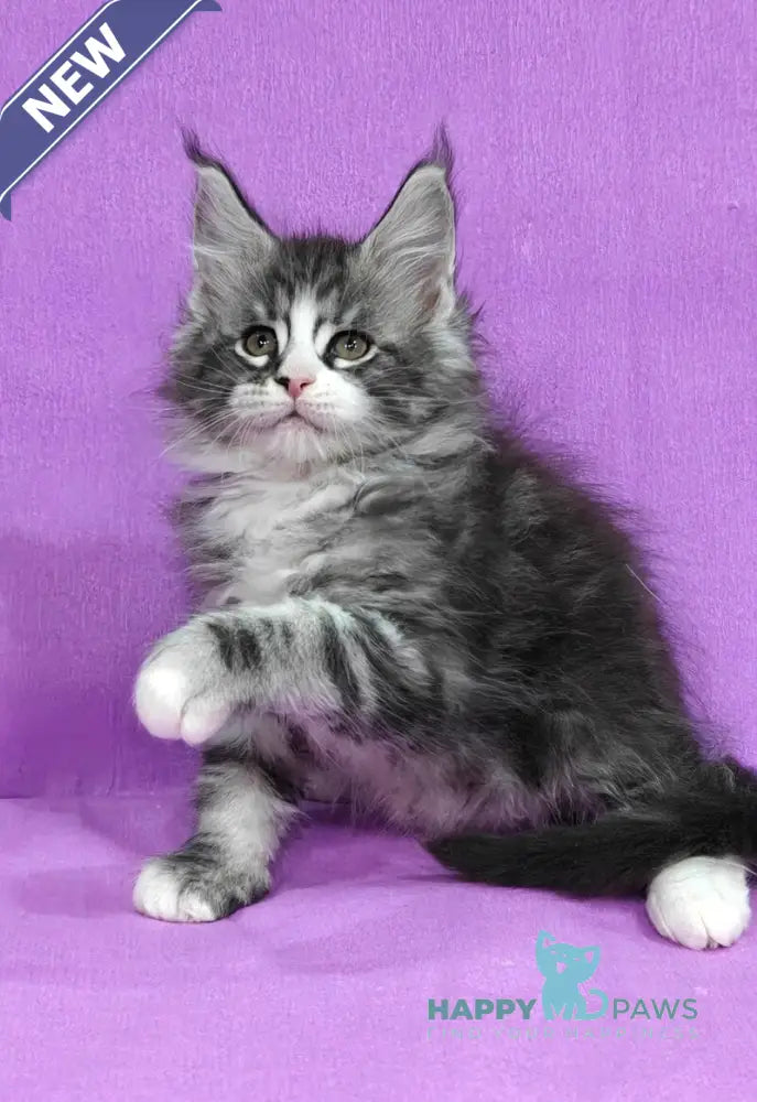 Mustang Maine Coon male black silver tabby with white live animals