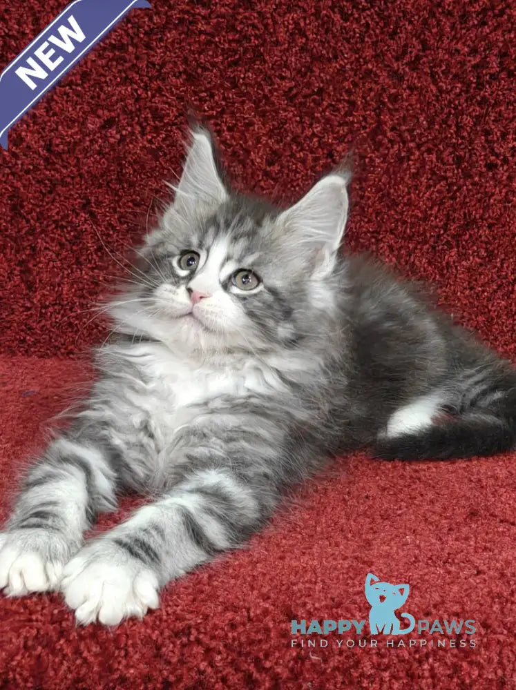 Mustang Maine Coon male black silver tabby with white live animals