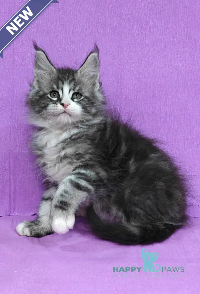 Mustang Maine Coon male black silver tabby with white live animals
