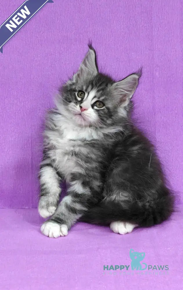 Mustang Maine Coon male black silver tabby with white live animals