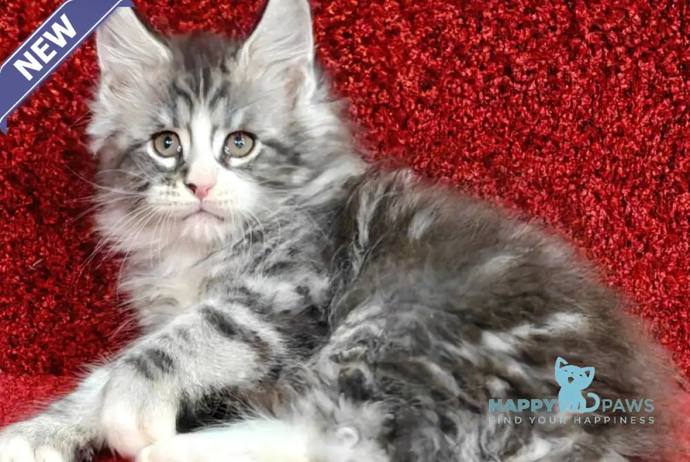 Mustang Maine Coon male black silver tabby with white live animals
