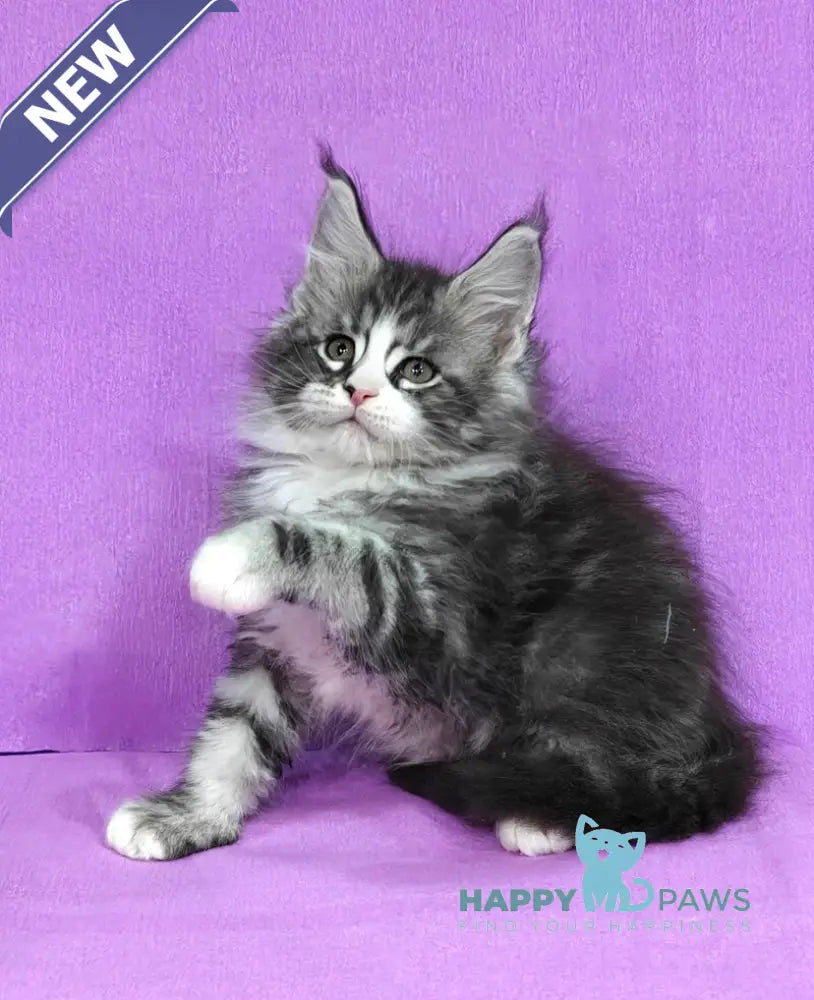 Mustang Maine Coon male black silver tabby with white live animals