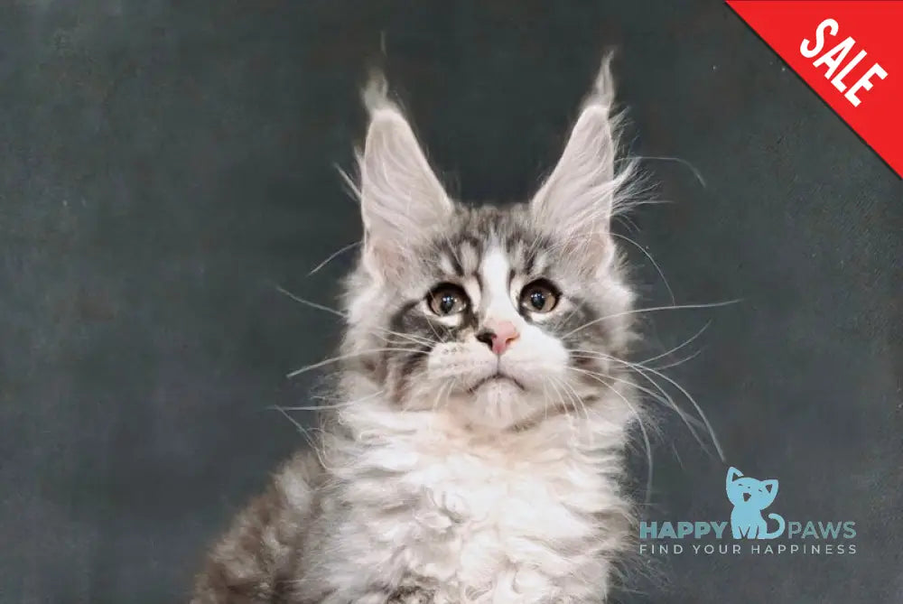 Mustang Maine Coon male black silver tabby with white live animals