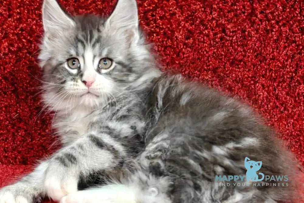 Mustang Maine Coon male black silver tabby with white live animals
