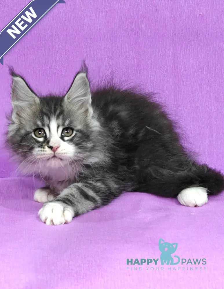 Mustang Maine Coon male black silver tabby with white live animals