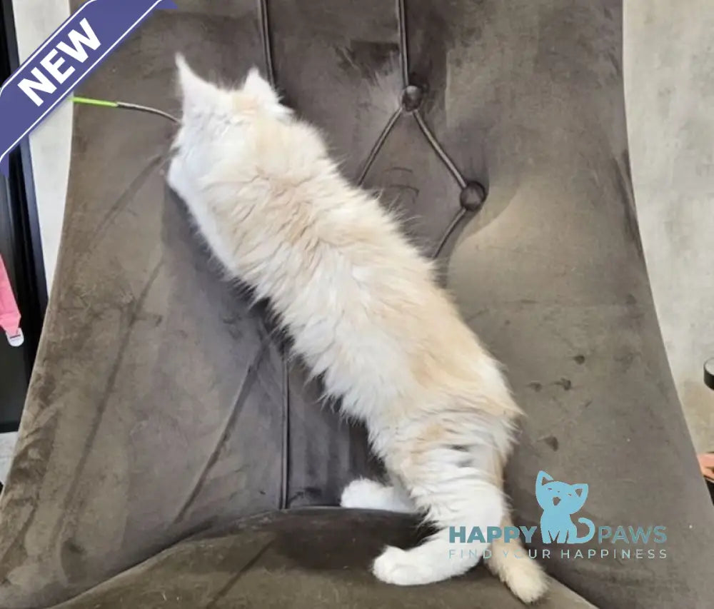 Mustang Maine Coon male red silver tabby live animals