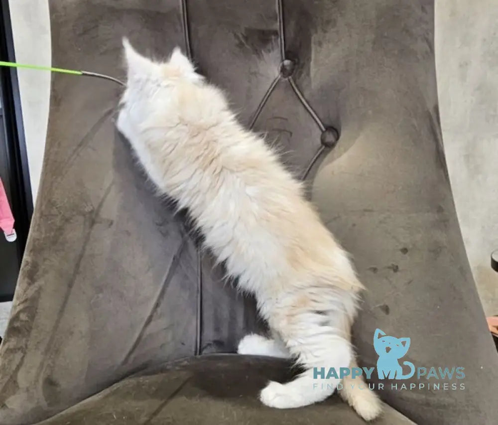 Mustang Maine Coon male red silver tabby live animals