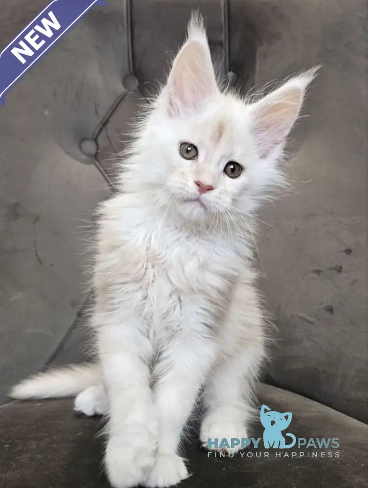 Mustang Maine Coon male red silver tabby live animals