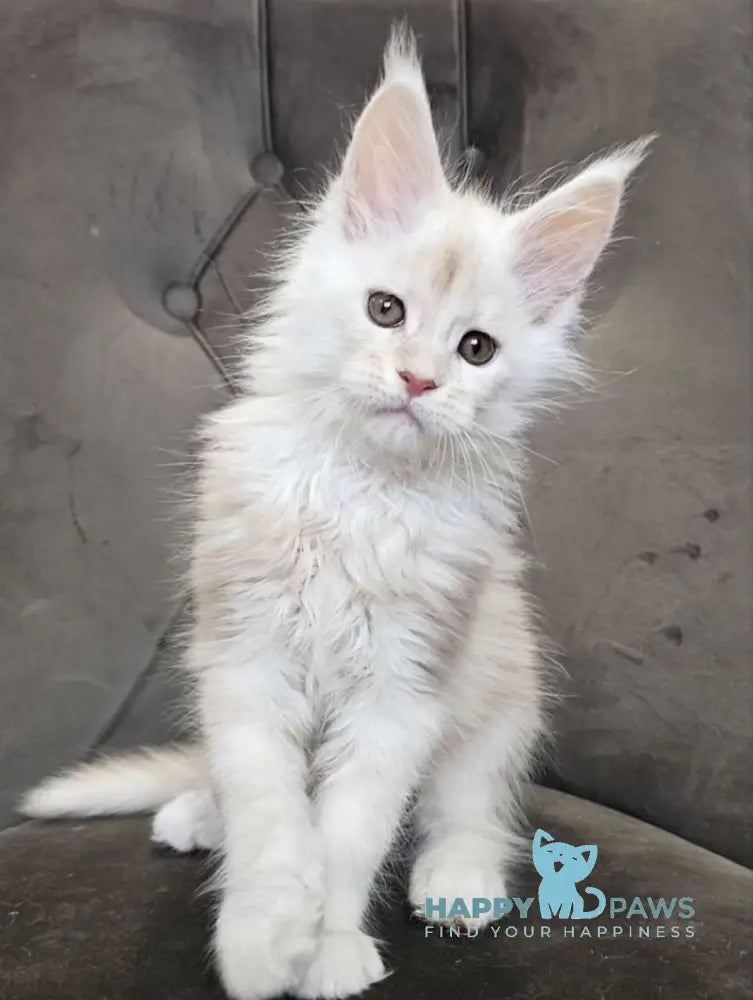 Mustang Maine Coon male red silver tabby live animals