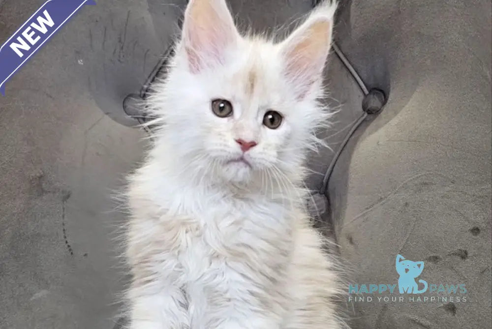 Mustang Maine Coon male red silver tabby live animals