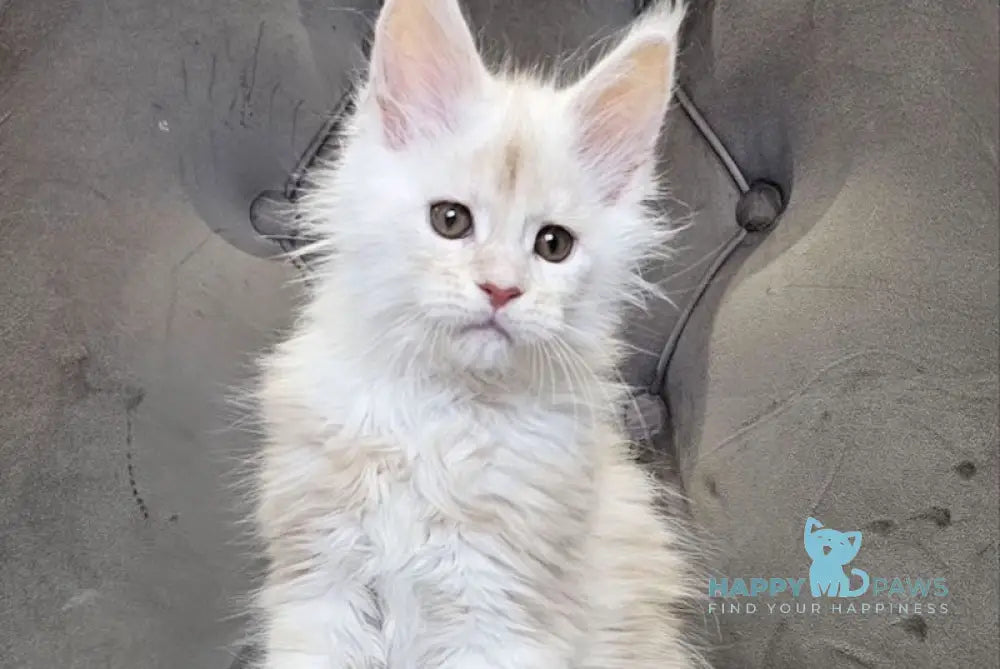 Mustang Maine Coon male red silver tabby live animals