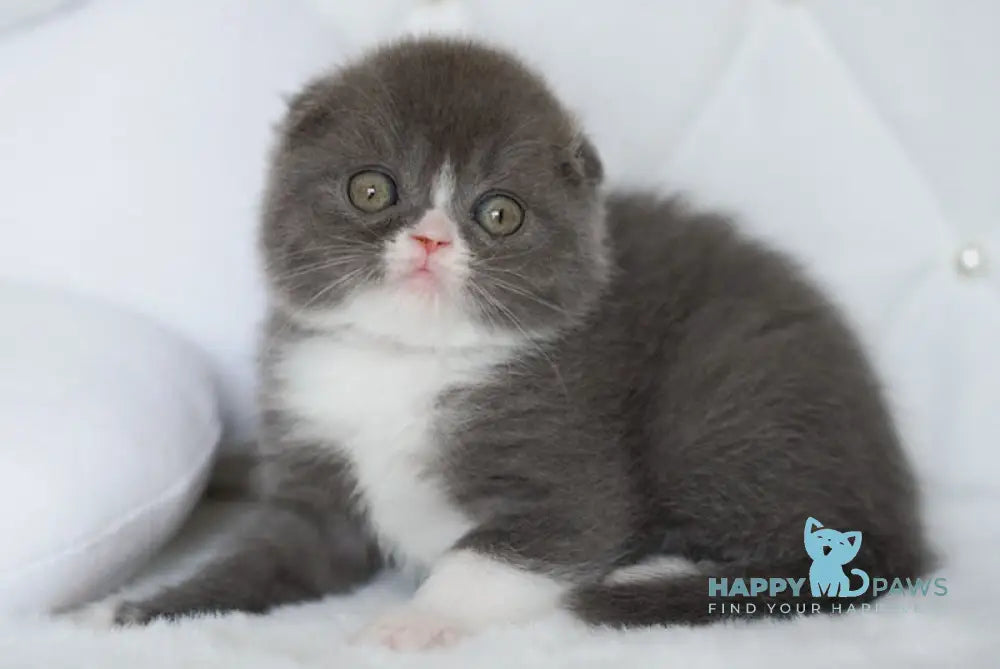 Mutu Scottish Fold male blue bicolour live animals