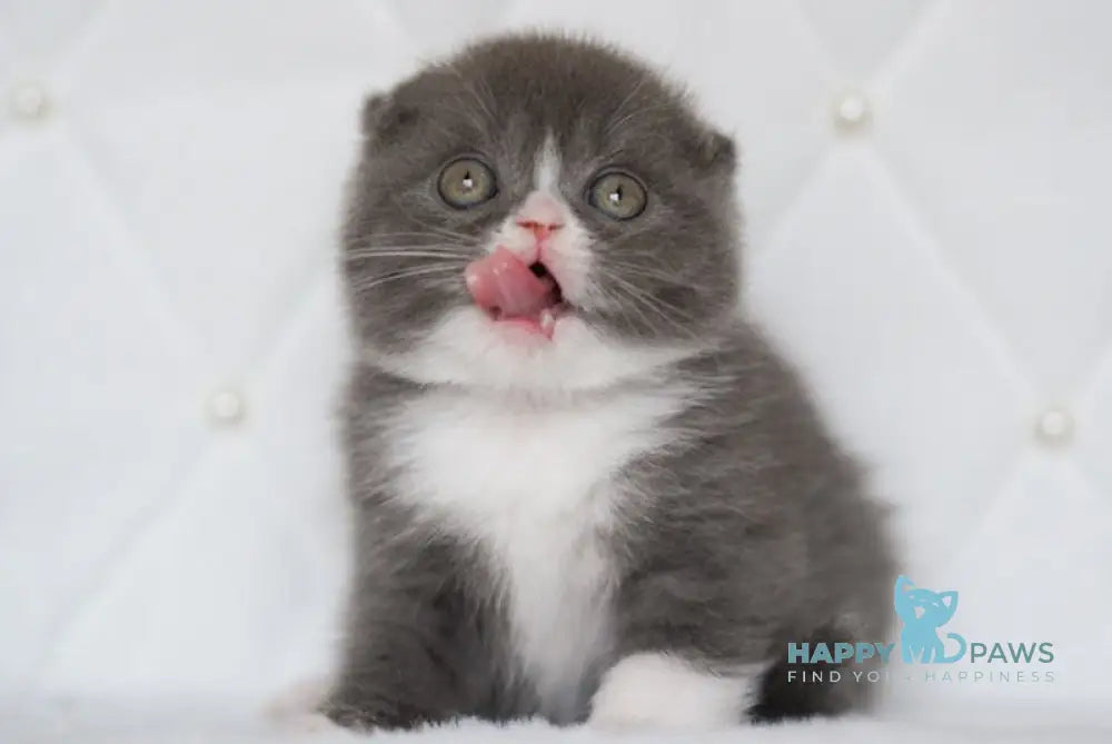 Mutu Scottish Fold male blue bicolour live animals