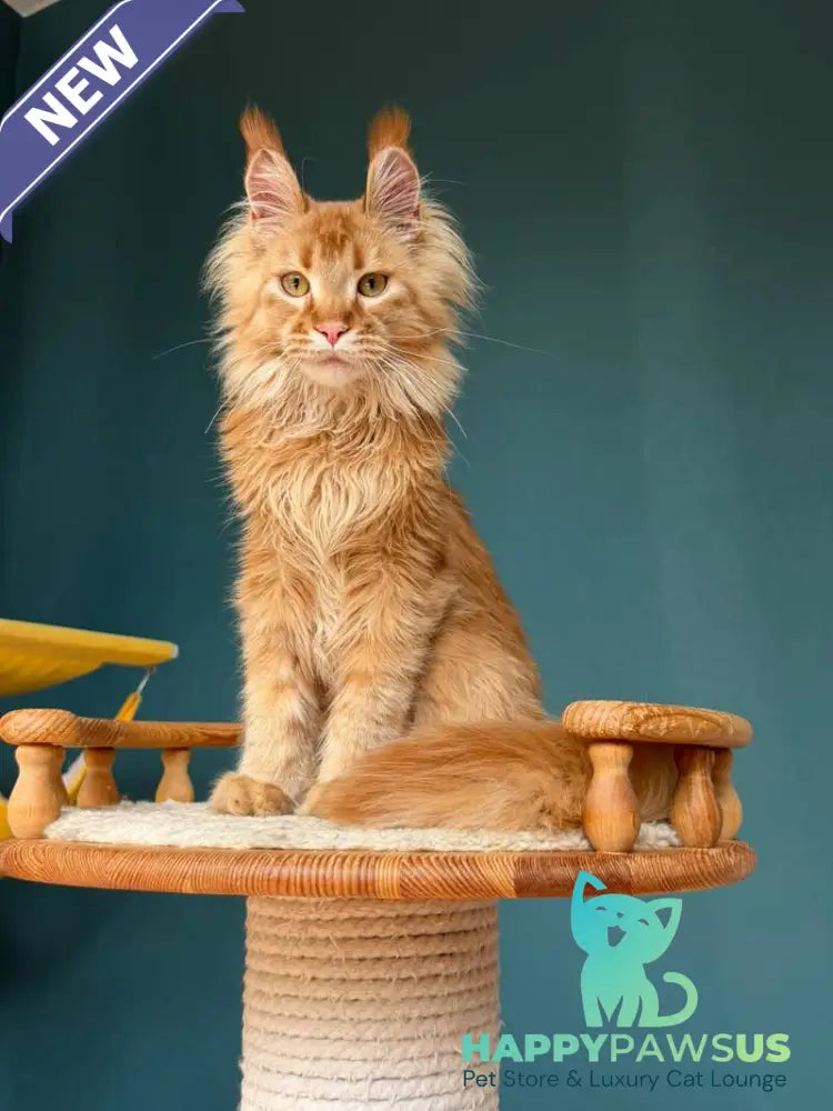 My Banny Maine Coon male red - live animals