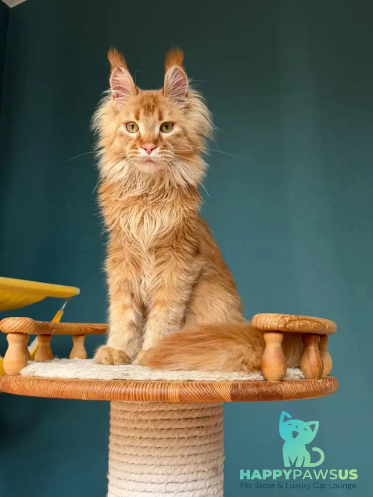 My Banny Maine Coon male red - live animals