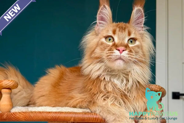 My Banny Maine Coon male red - live animals