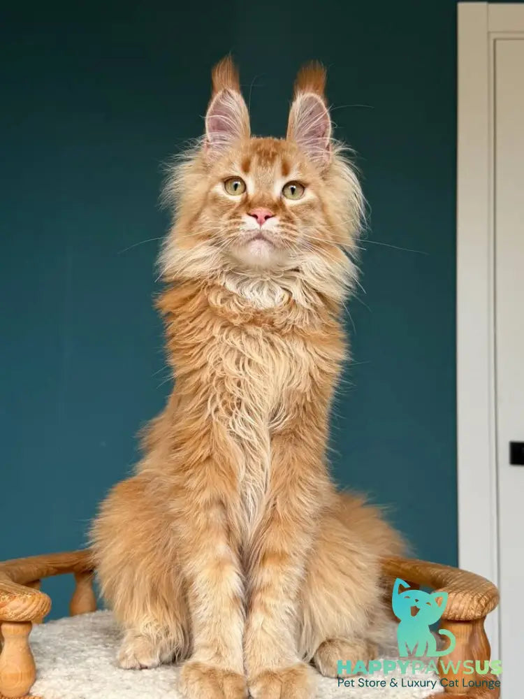 My Banny Maine Coon male red - live animals