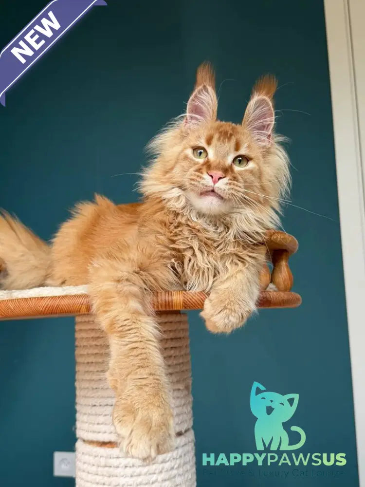 My Banny Maine Coon male red - live animals