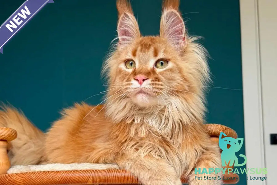 My Banny Maine Coon male red - live animals