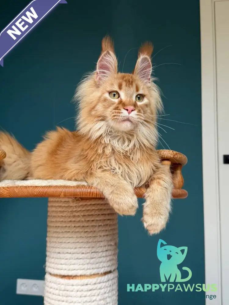 My Banny Maine Coon male red - live animals