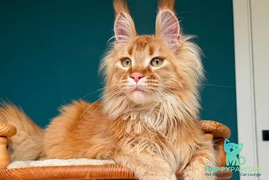 My Banny Maine Coon male red - live animals