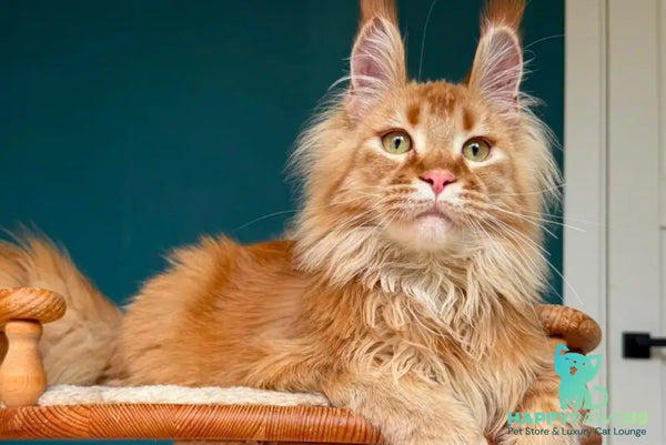 My Banny Maine Coon male red - live animals