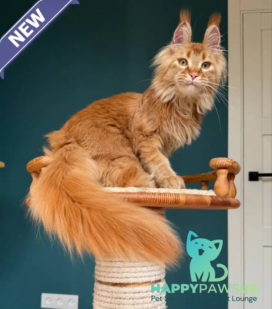 My Banny Maine Coon male red - live animals