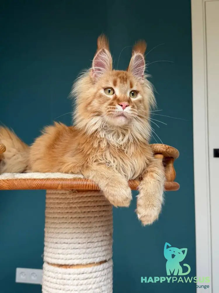 My Banny Maine Coon male red - live animals