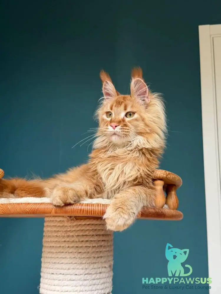 My Banny Maine Coon male red - live animals