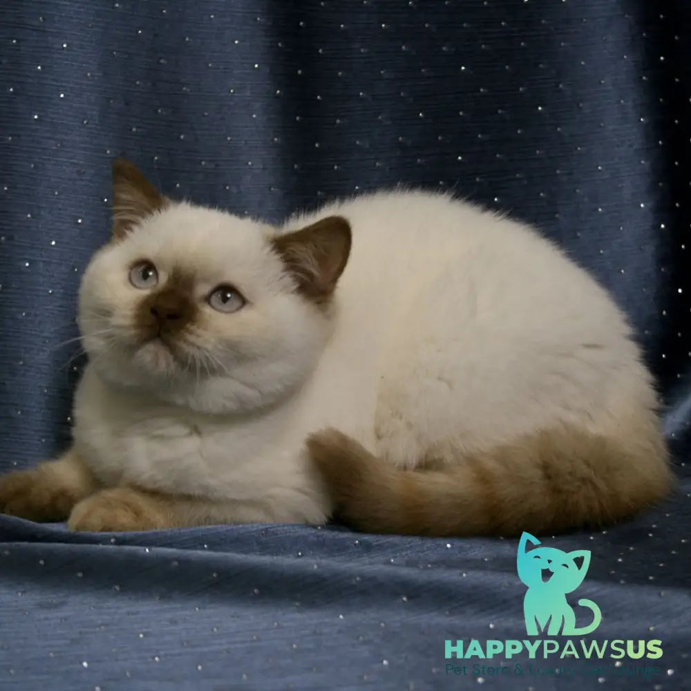 Myata British Shorthair female cinnamon tortie pointed - live animals