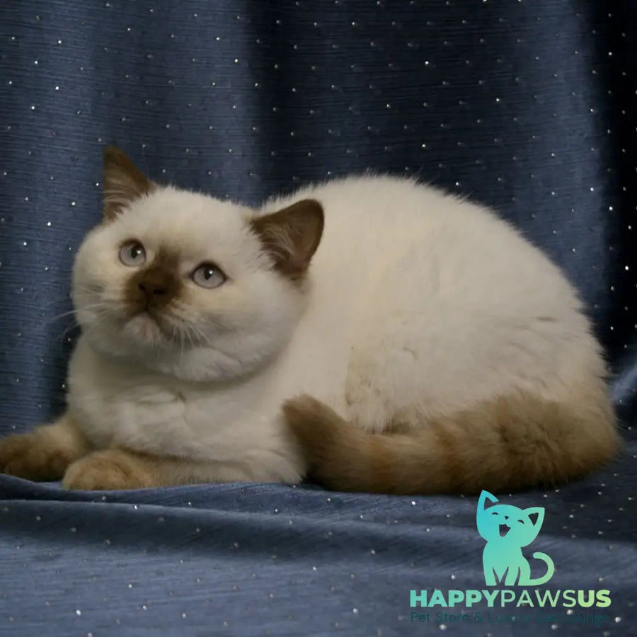 Myata British Shorthair female cinnamon tortie pointed - live animals