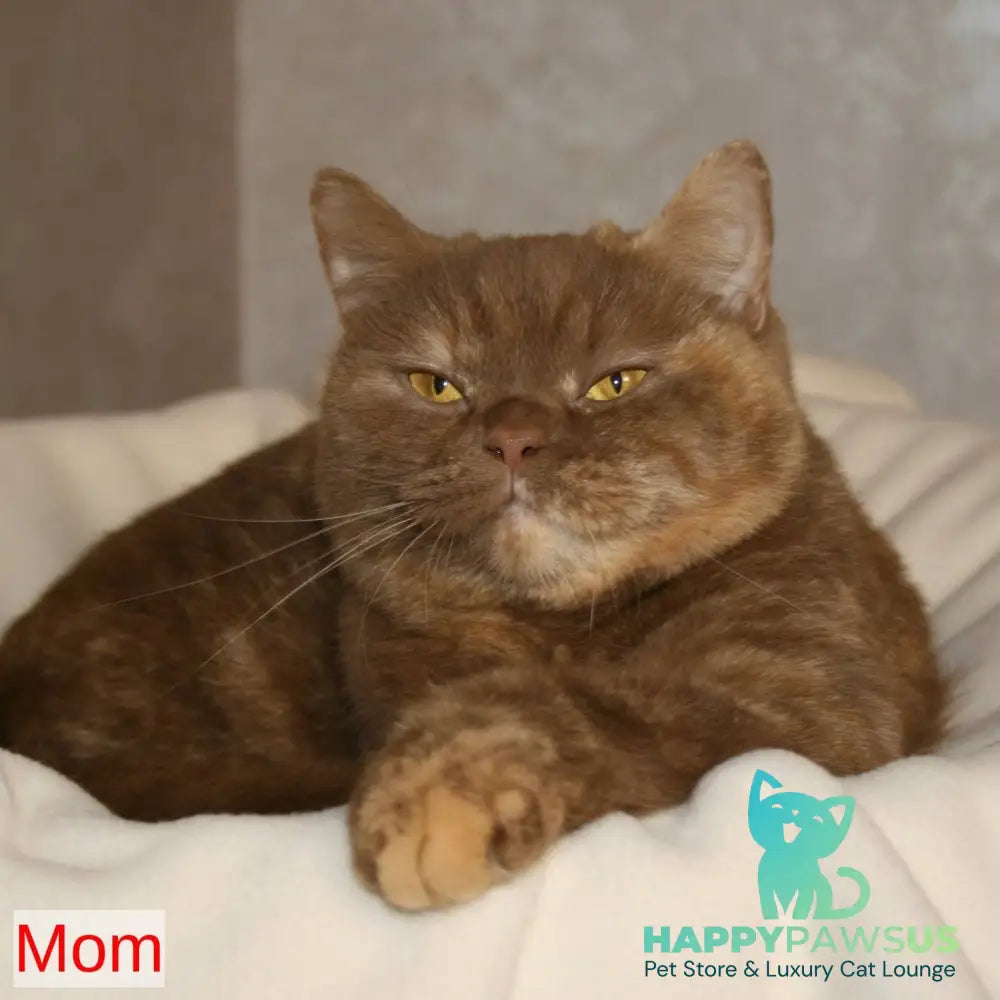 Myata British Shorthair female cinnamon tortie pointed - live animals