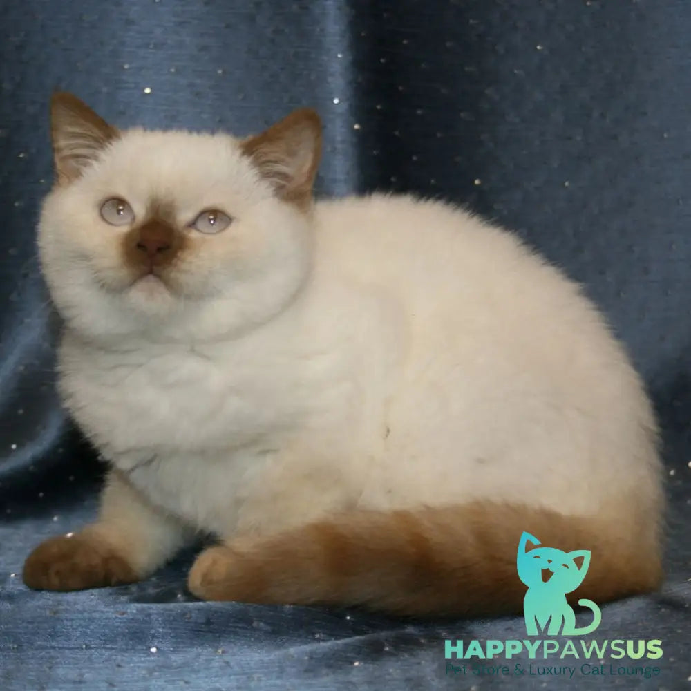 Myata British Shorthair female cinnamon tortie pointed - live animals