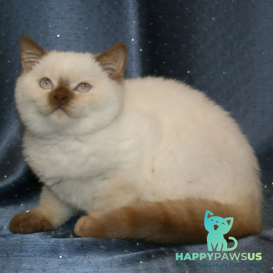 Myata British Shorthair female cinnamon tortie pointed - live animals