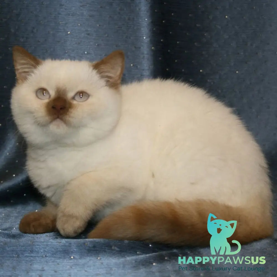 Myata British Shorthair female cinnamon tortie pointed - live animals