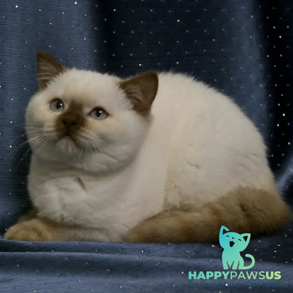 Myata British Shorthair female cinnamon tortie pointed - live animals