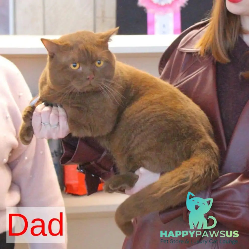 Myata British Shorthair female cinnamon tortie pointed - live animals