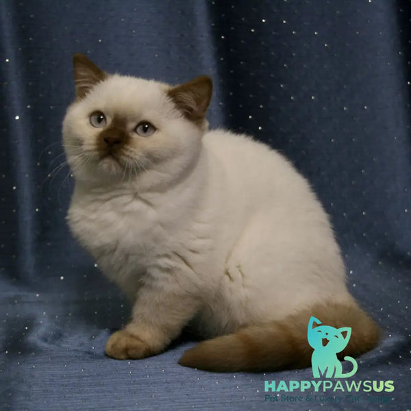 Myata British Shorthair female cinnamon tortie pointed - live animals