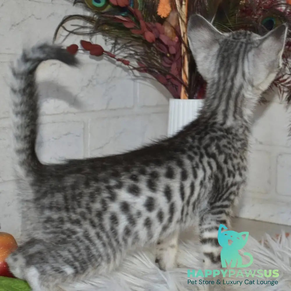Mysha Savannah female silver - live animals