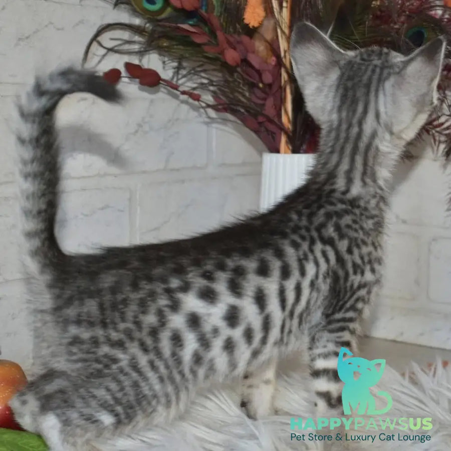 Mysha Savannah female silver - live animals