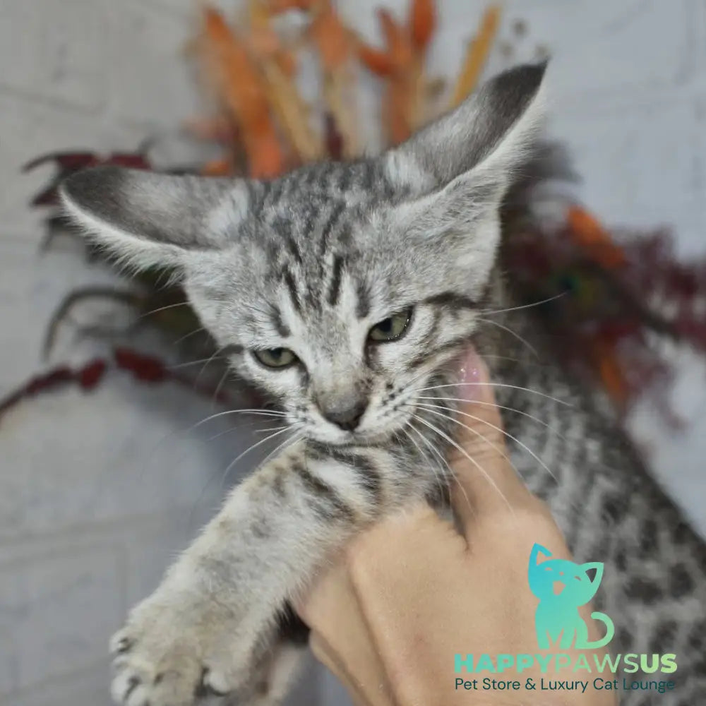 Mysha Savannah female silver - live animals