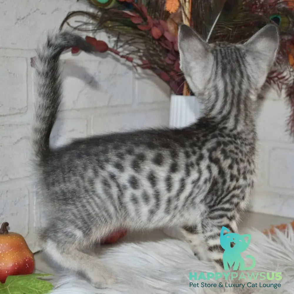 Mysha Savannah female silver - live animals