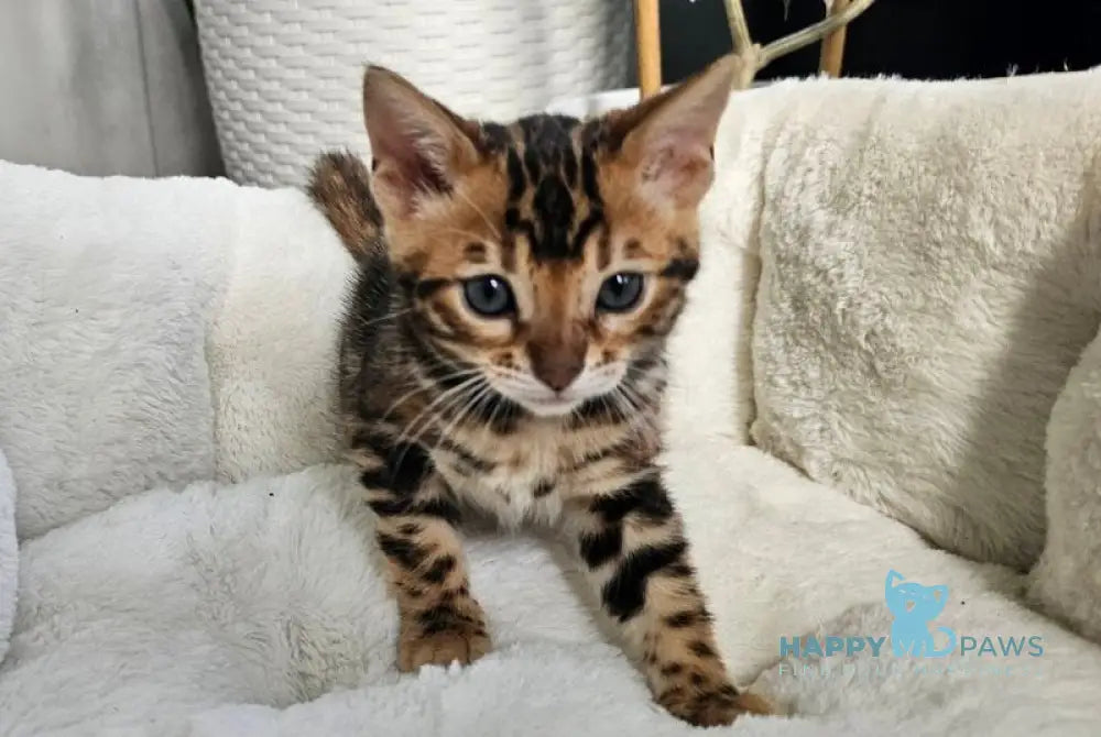 Mystery Bengal female black spotted tabby live animals
