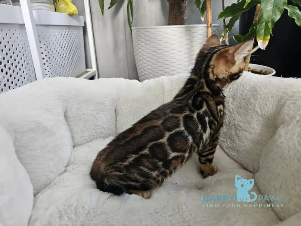 Mystery Bengal female black spotted tabby live animals