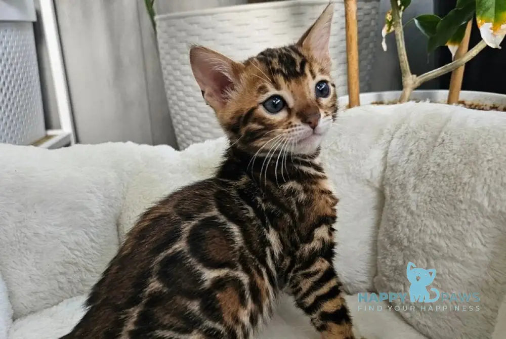 Mystery Bengal female black spotted tabby live animals