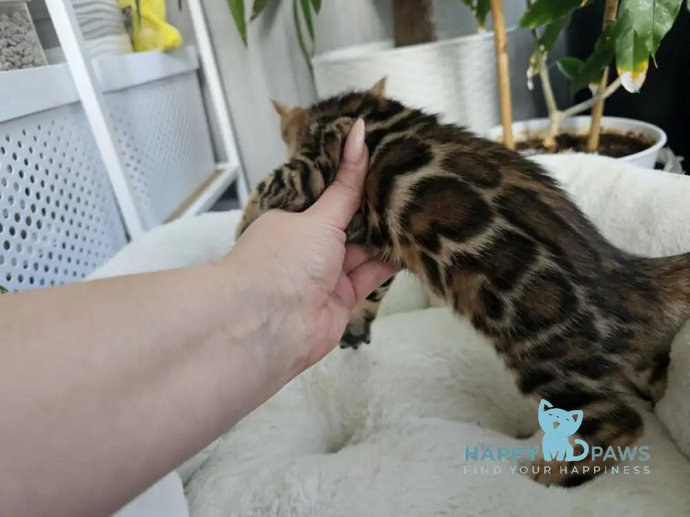 Mystery Bengal female black spotted tabby live animals