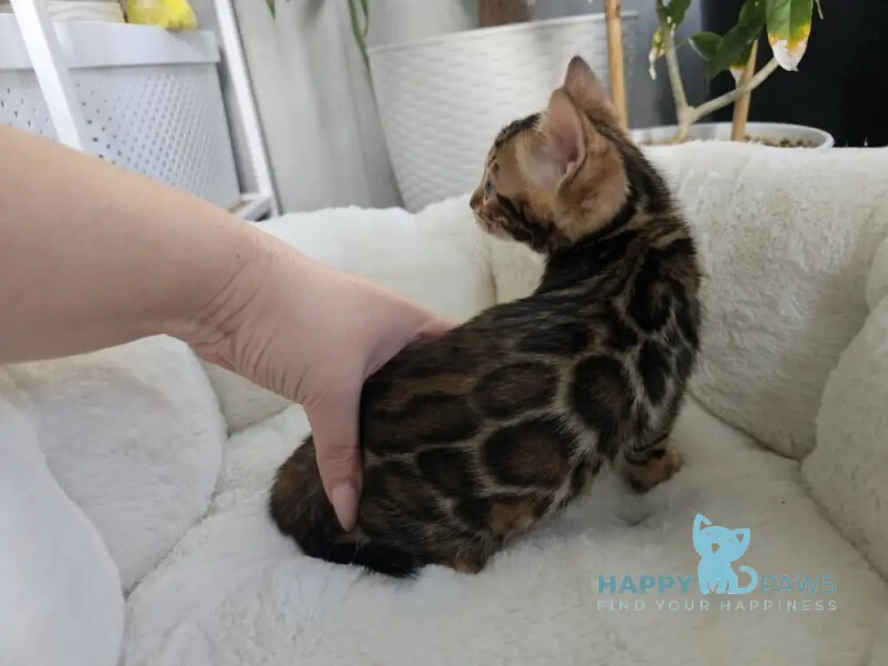 Mystery Bengal female black spotted tabby live animals