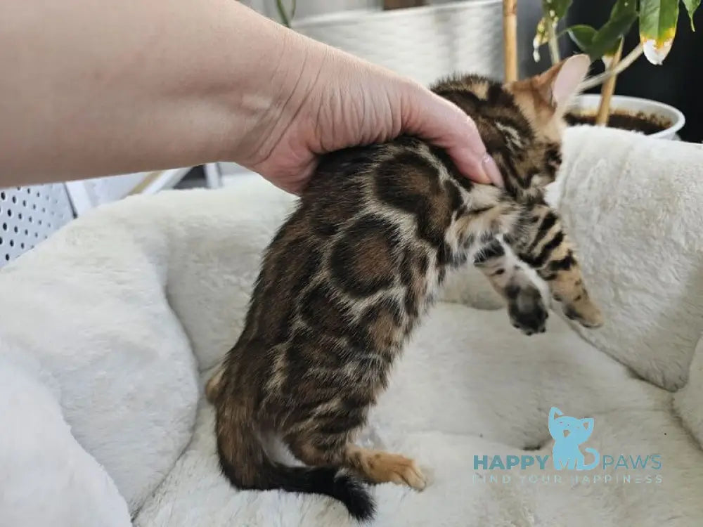 Mystery Bengal female black spotted tabby live animals