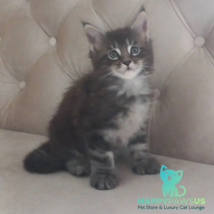 Mystic Maine Coon polydactyl 6x6x6x6 male black tabby - live animals